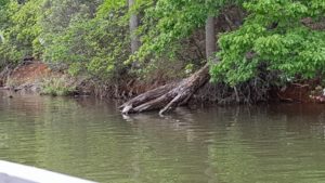 Edge of the boat in the lower left corner, overlooking a river and bank, bank shows a tree stump with a turtle going onto it
