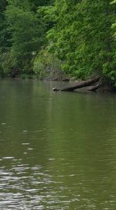 River, in the distance shows the turtle going towards the tree stump