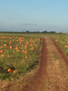 Trail leading down a pumpkin patch 