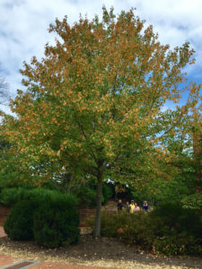 Picture of a tree that is more orange at the top then more green at the bottom 